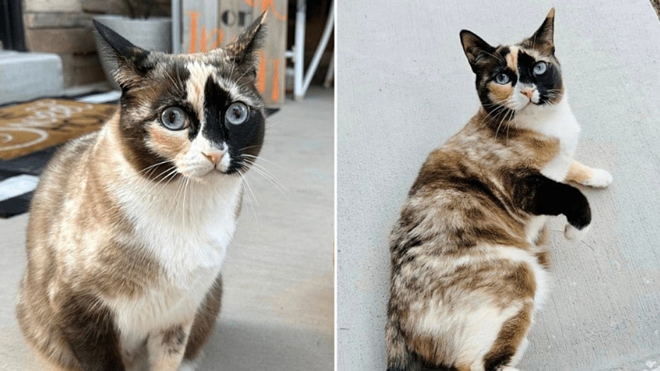 அமேசான் பார்சலில் பூனை... 6 நாள்கள் உணவு, தண்ணீர் இல்லாமல் தப்பித்தது எப்படி..?