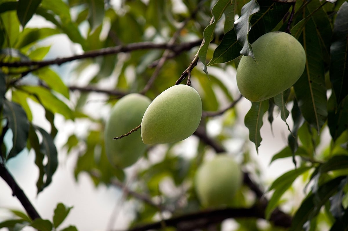 Mango Tree: 6 எளிய வழிகளில் வீட்டிலேயே மா மரம் வளர்க்கலாம்... எப்படித் தெரியுமா?!