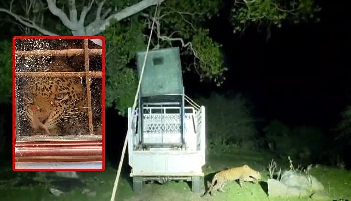 நீலகிரி: வீட்டுக்குள் நுழைந்த சிறுத்தை; 8 மணி நேரம் சிறைப்பிடித்த மக்கள்... போராடி பிடித்த வனத்துறை!