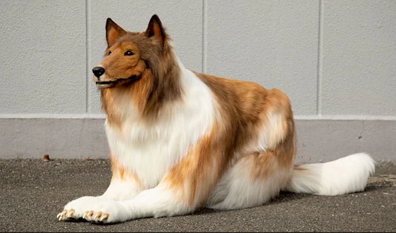 நாயைப் போல மாற ரூ.12 லட்சம் செலவு செய்த நபர்... என்ன செய்தார் தெரியுமா?!