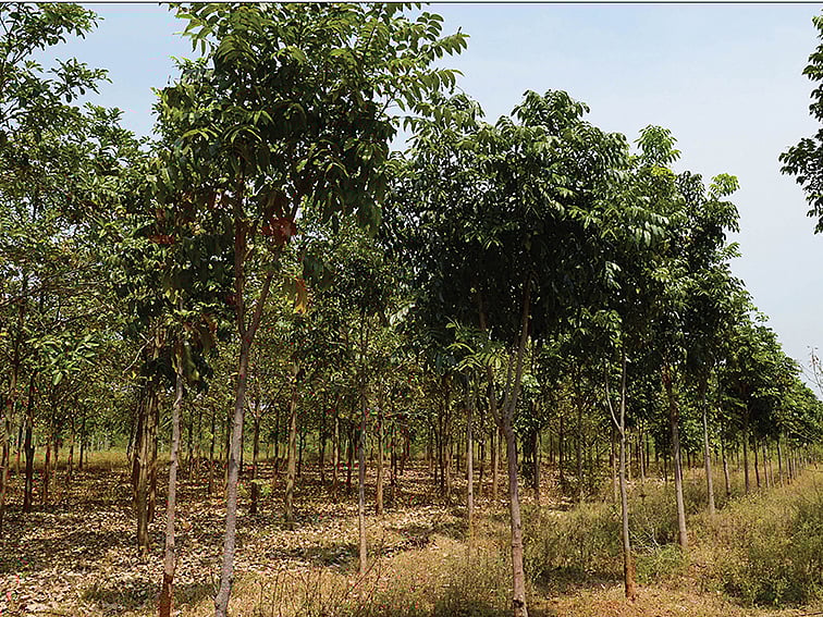 1 டன்னுக்கு 8,500...
தடிமரம், ஒட்டுப்பலகை...
மனநிறைவான வருமானம் தரும்
மகோகனி மரம்