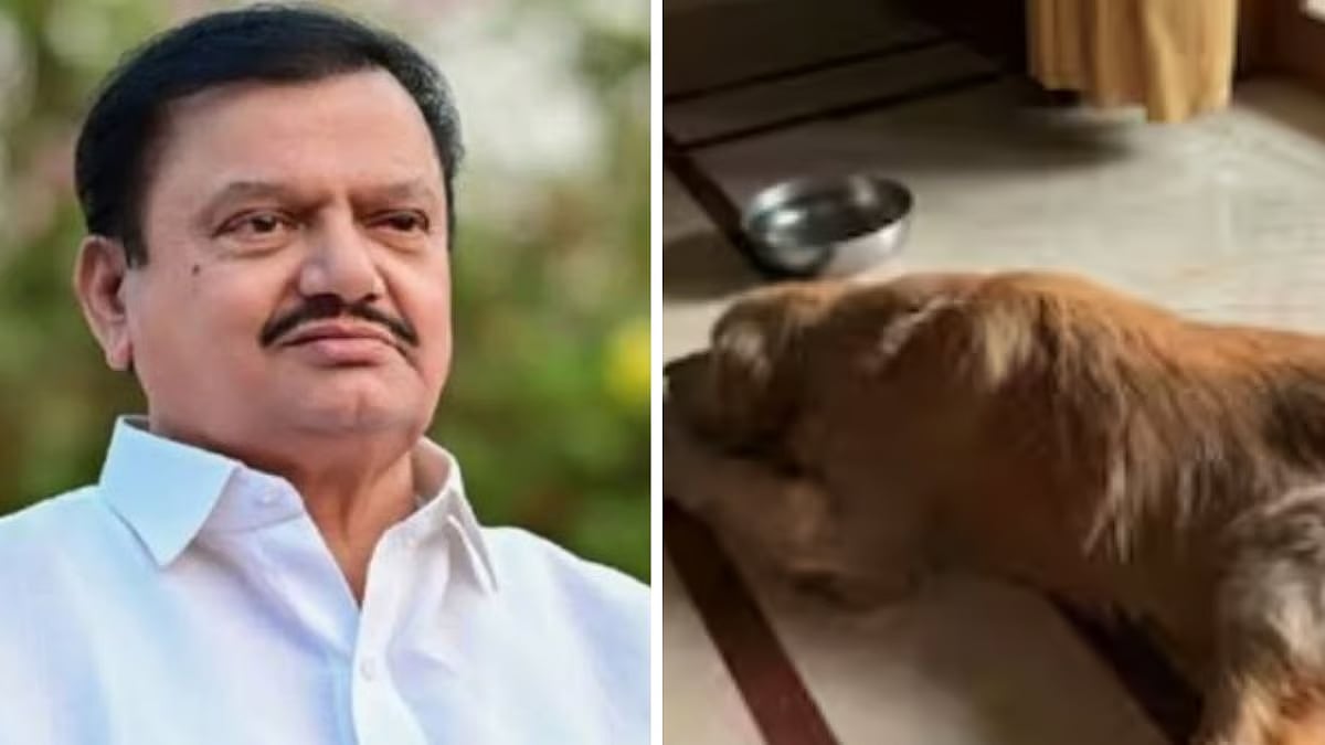 காங்கிரஸ் எம்.எல்.ஏ. மரணம்... இழப்பைத் தாங்க முடியாமல் 5 நாள் சாப்பிடாமல் இருந்து உயிரை விட்ட நாய்!