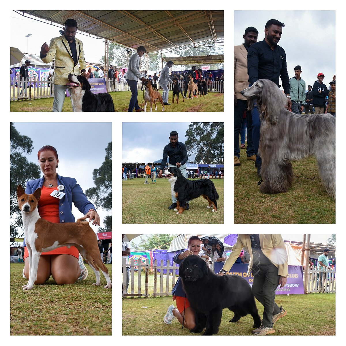 Dog show : கண்காட்சிக்கு வந்த வித,விதமான நாய்கள்... | Photo Album