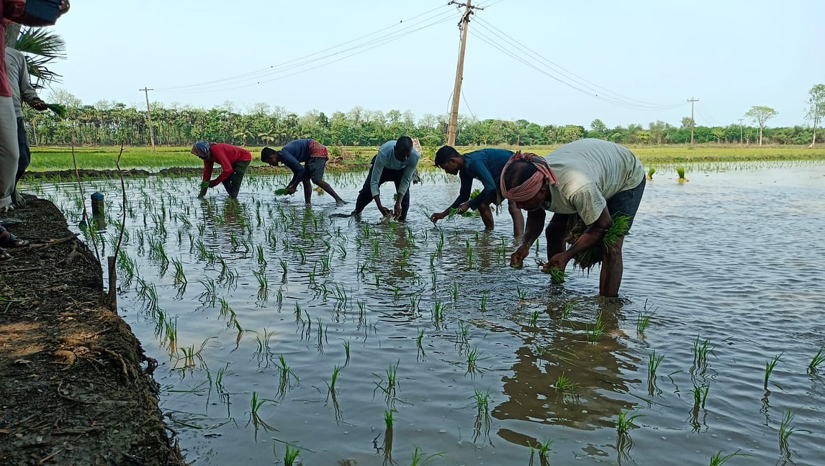 இந்தி பாடல்கள் பாடி வயல்களில் நடவு பணி... உற்சாகத்தில் வட மாநிலத் தொழிலாளர்கள்..!
