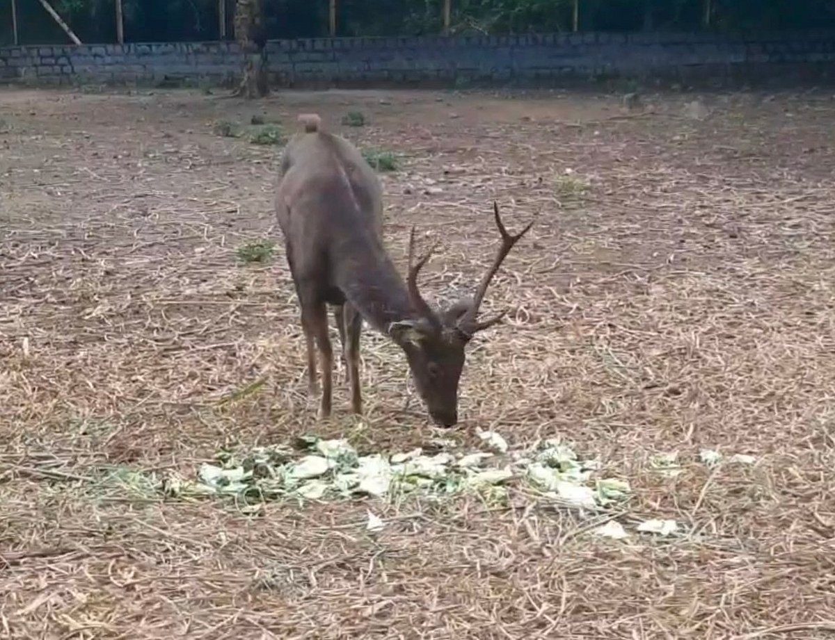 சேலம் குரும்பப்பட்டி உயிரியல் பூங்கா: கடமான் முட்டியதில் வனப் பாதுகாவலர் பலியான சோகம்!