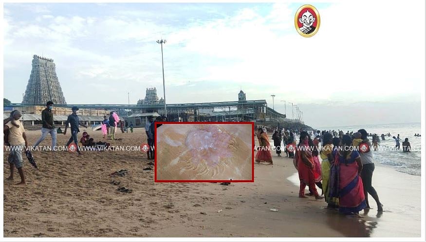 திருச்செந்தூர் கடலோரத்தில் மிதக்கும் ஜெல்லி மீன்கள் -  அலர்ஜியால் பாதிக்கும் பக்தர்கள்! - தீர்வு?