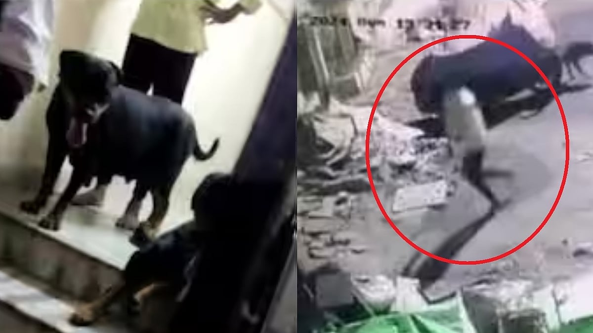 சிறுமியைக் கடித்துக் குதறிய நாய்; வேடிக்கை பார்த்த உரிமையாளர் கைது - சென்னையில் நடந்த கொடூரம்!