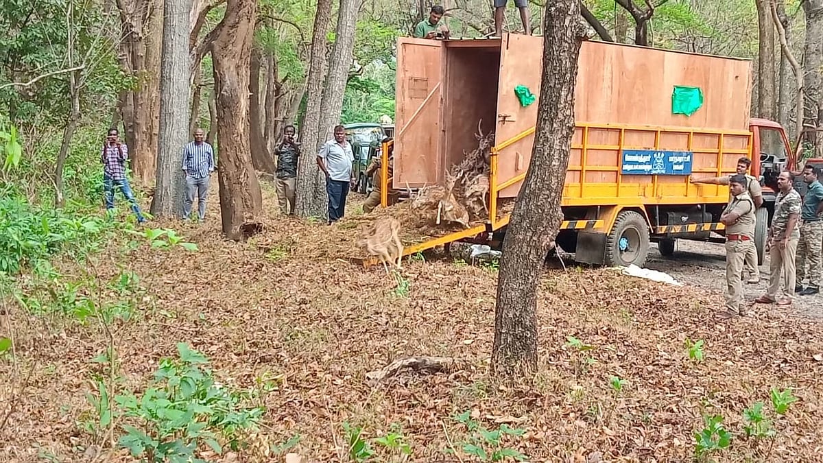 கோவை வ.உ.சி உயிரியல் பூங்கா டு சிறுவாணி காடு; விடுவிக்கப்பட்ட 26 மான்கள் - என்ன காரணம் தெரியுமா?