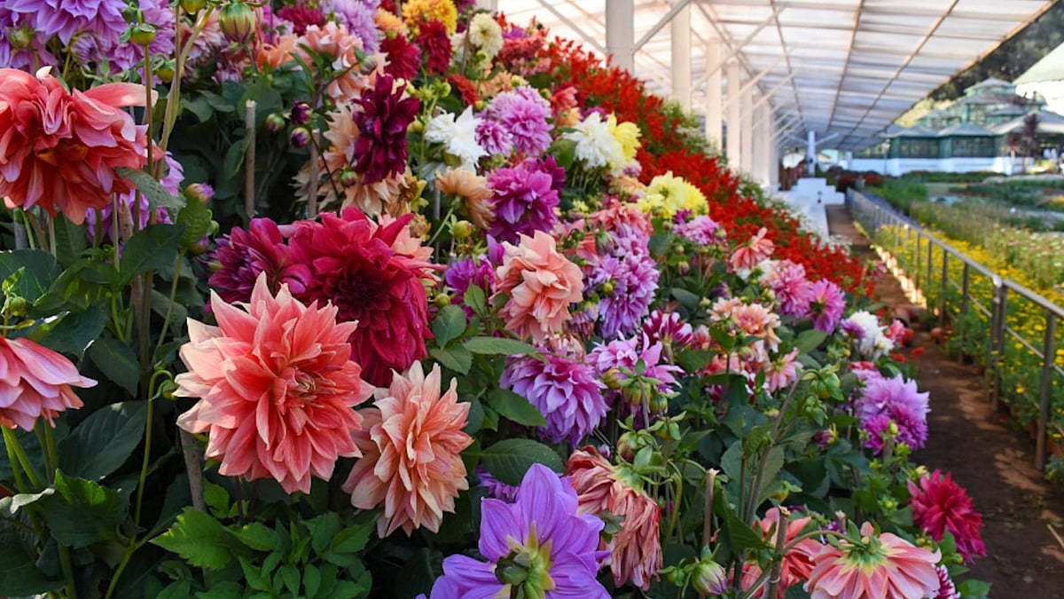 300க்கும் மேற்பட்ட ரகங்கள், 6.50 லட்சம் மலர்ச் செடிகள்; முன்கூட்டியே தொடங்கும் ஊட்டி மலர் கண்காட்சி!