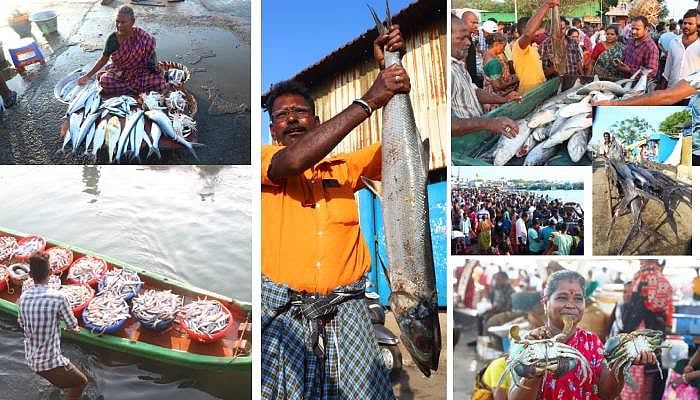 சூரை, திருக்கை `டு' மயில் கோலா, வஞ்சிரம்.. வலையில் சிக்கிய வகைவகையான மீன்கள்; காசிமேடு ஸ்பாட் விசிட்