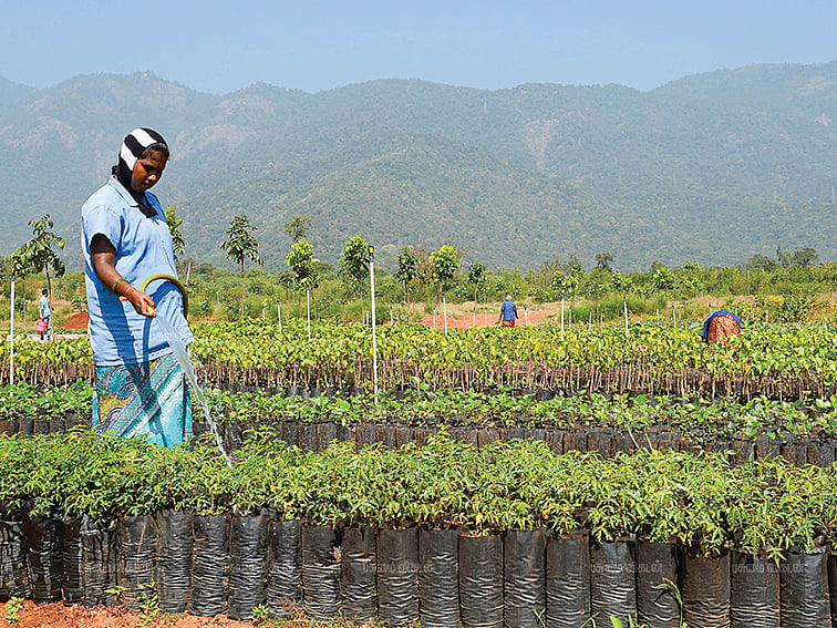 மர ஆம்புலன்ஸ், எரிக்கட்டி, வாசனை திரவியம்...
சிறியமுதலீட்டில் வேளாண் தொழில்வாய்ப்புகள்!