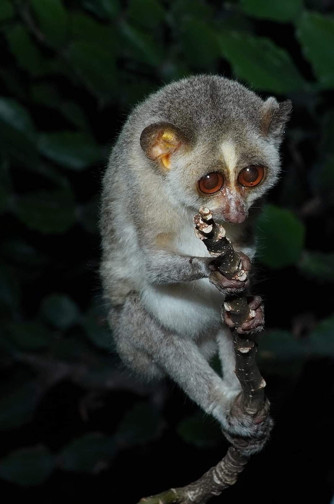 இனி, அனைவரும் பார்க்கலாம்... 
15 கோடியில் அமையும் தேவாங்கு பாதுகாப்பு மையம்! எங்கே தெரியுமா? 