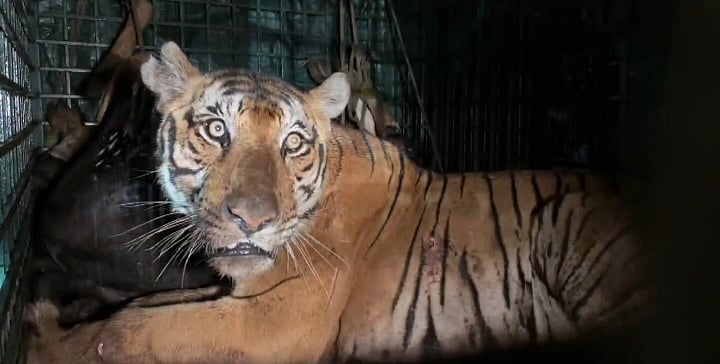 வயநாடு: `உடலில் ஆழமான காயங்கள்’ - கால்நடைகளை குறிவைத்த புலி, கூண்டில் சிக்கியது எப்படி?!