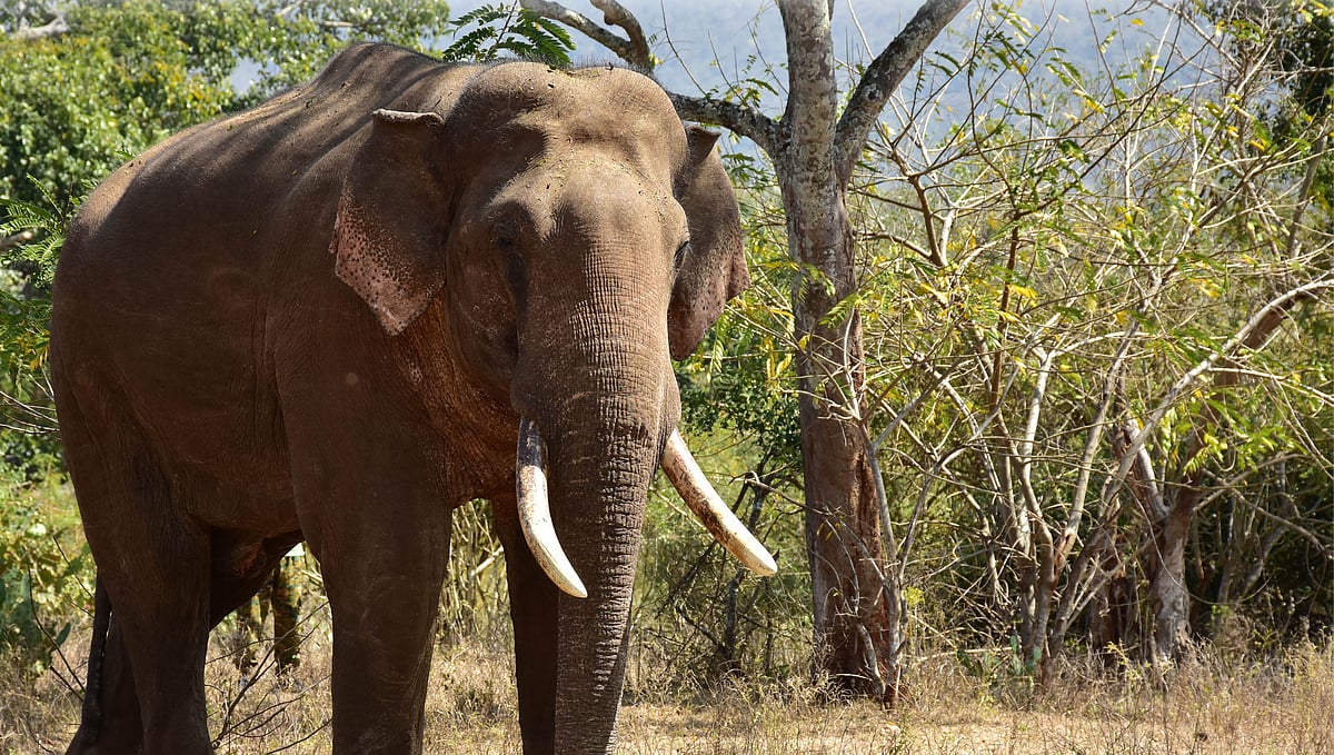 கோவை: ரேஷன்அ​ரி​சியைத் தேடி வீட்டுக்குள் நுழைந்த யானை - பதறிய வட மாநில தொழிலாளர்கள்..!