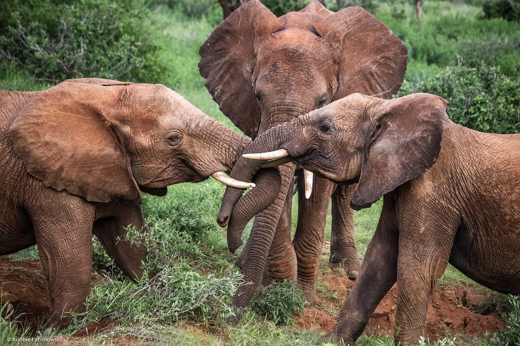 மனிதர்களை போலவே சங்கேத மொழியில் பேசும் யானைகள்... ஒரு சுவாரஸ்யமான விஞ்ஞான கண்டுபிடிப்பு!