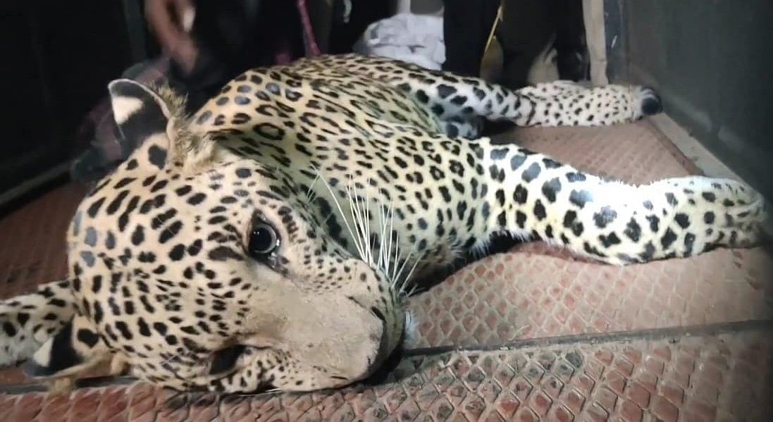 11 மணிநேரம் அலறவிட்ட சிறுத்தை... போராடி பிடித்த வனத்துறை - திருப்பத்தூர் நகருக்குள் வந்தது எப்படி?!