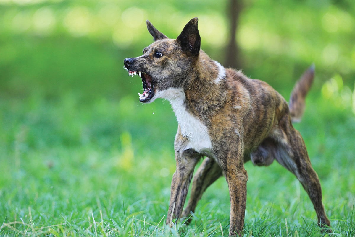 தாசில்தாரைக் கடித்த வெறிநாய்கள்; களத்தில் இறங்கிய கலெக்டர்; அலுவலர்களுக்கு நோட்டீஸ்