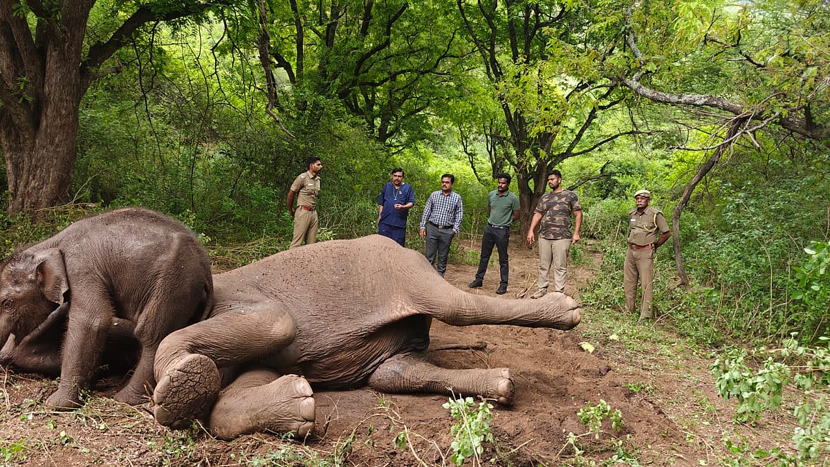 உடல்நலம் பாதிக்கப்பட்ட தாய் யானை; பரிதவித்த குட்டி யானை... கற்பூரம் ஏற்றி வழிபட்ட மூதாட்டி!