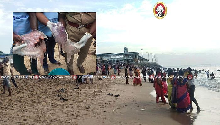 திருச்செந்தூர்: கரை ஒதுங்கும் ஜெல்லி மீன்கள்; கடலில் பக்தர்கள் கவனமாக குளிக்க எச்சரிக்கை!