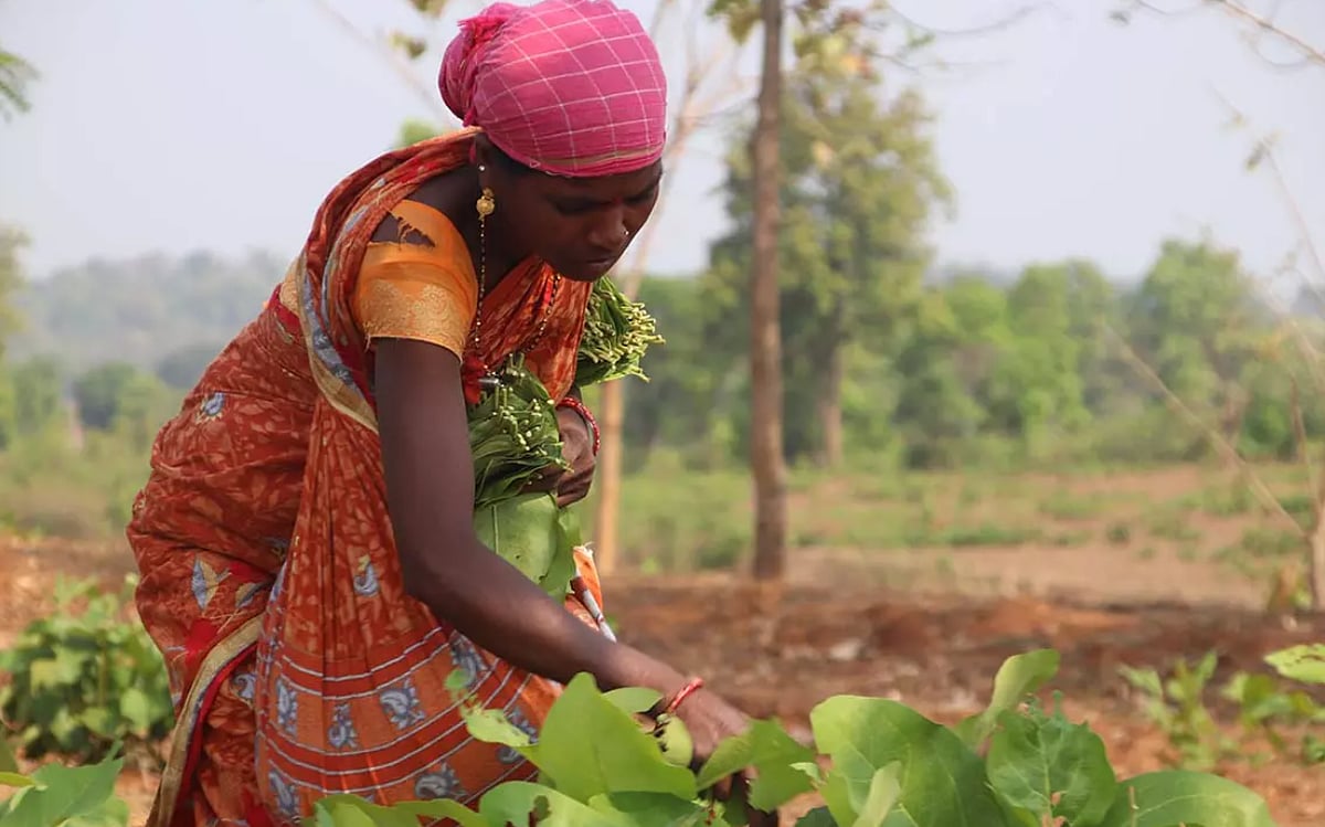 தடையை நீக்கிய மத்திய அரசு: பீடி தயாரிக்க பயன்படும் தெண்டு இலை விற்பனையில்  பழங்குடிகள்!