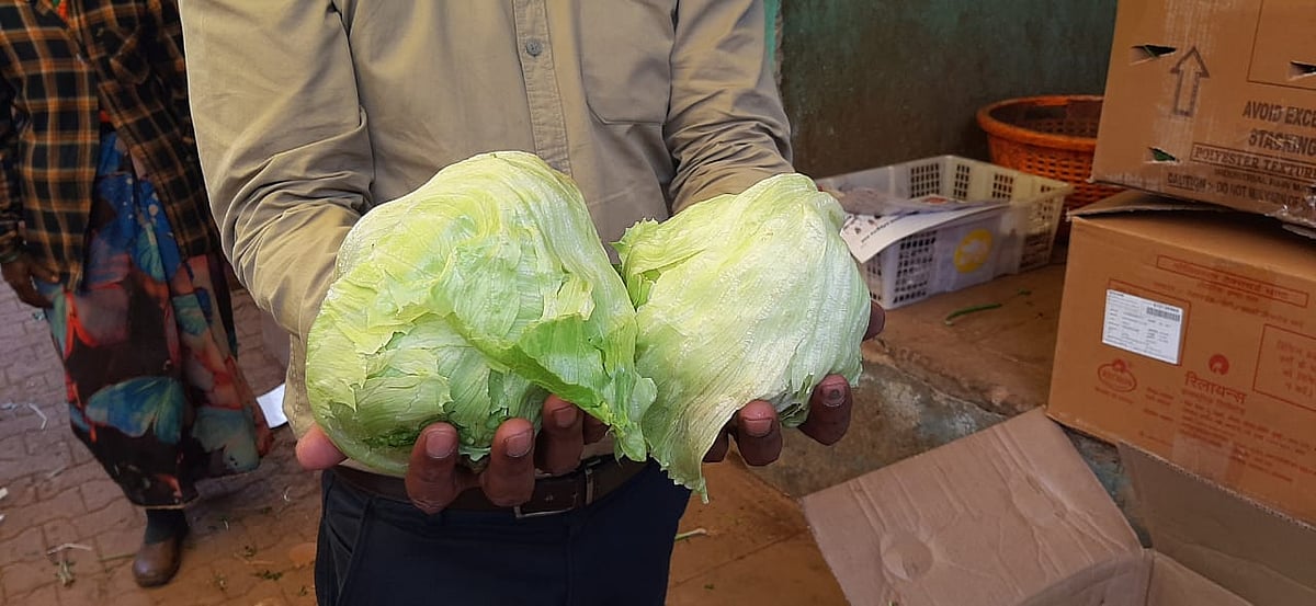 ஐஸ்பெர்க் ரூ.425 
லெட்யூஸ் ரூ.400 
உச்சம் தொட்ட சைனீஸ் காய்கறிகள்... 
விவசாயிகளுக்கு ஜாக்பாட்!