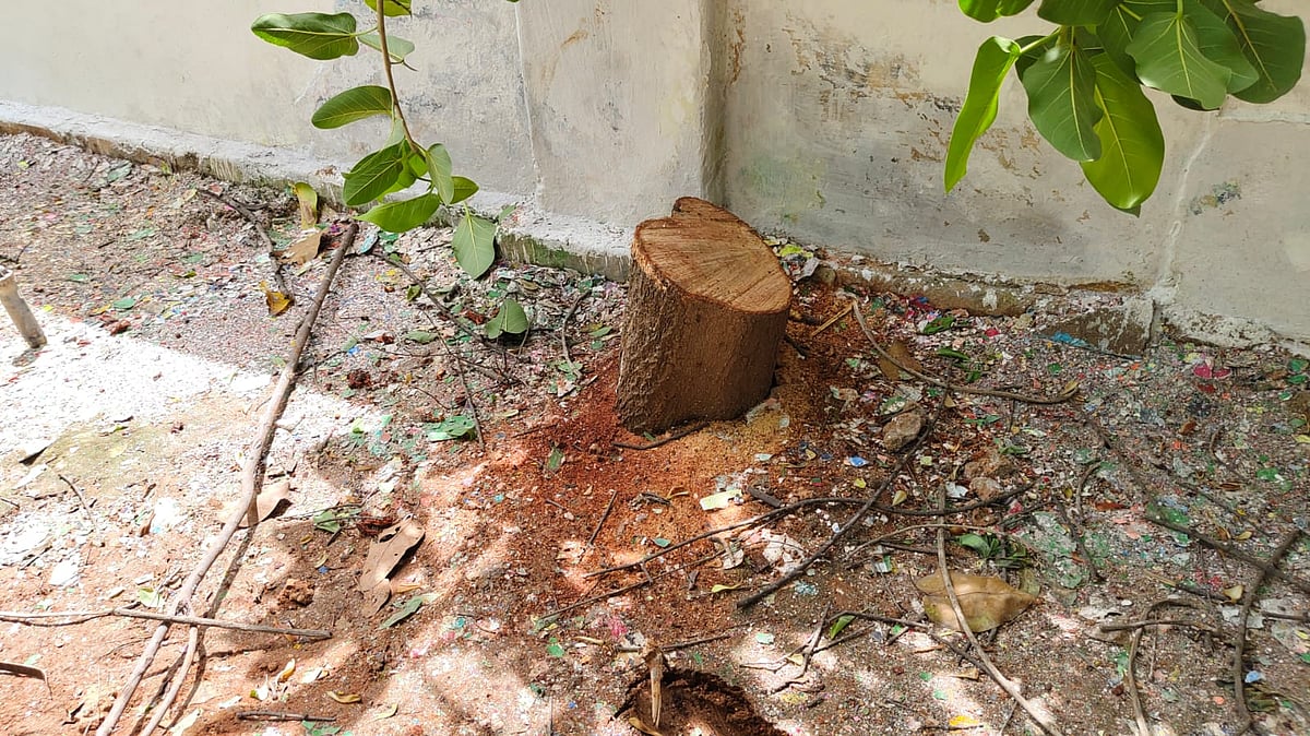 மக்கள் நடமாட்டம் மிகுந்த ரேஸ்கோர்ஸ் பகுதியில் வெட்டி கடத்தப்பட்ட சந்தனமரம்! - கோவை  ஷாக்