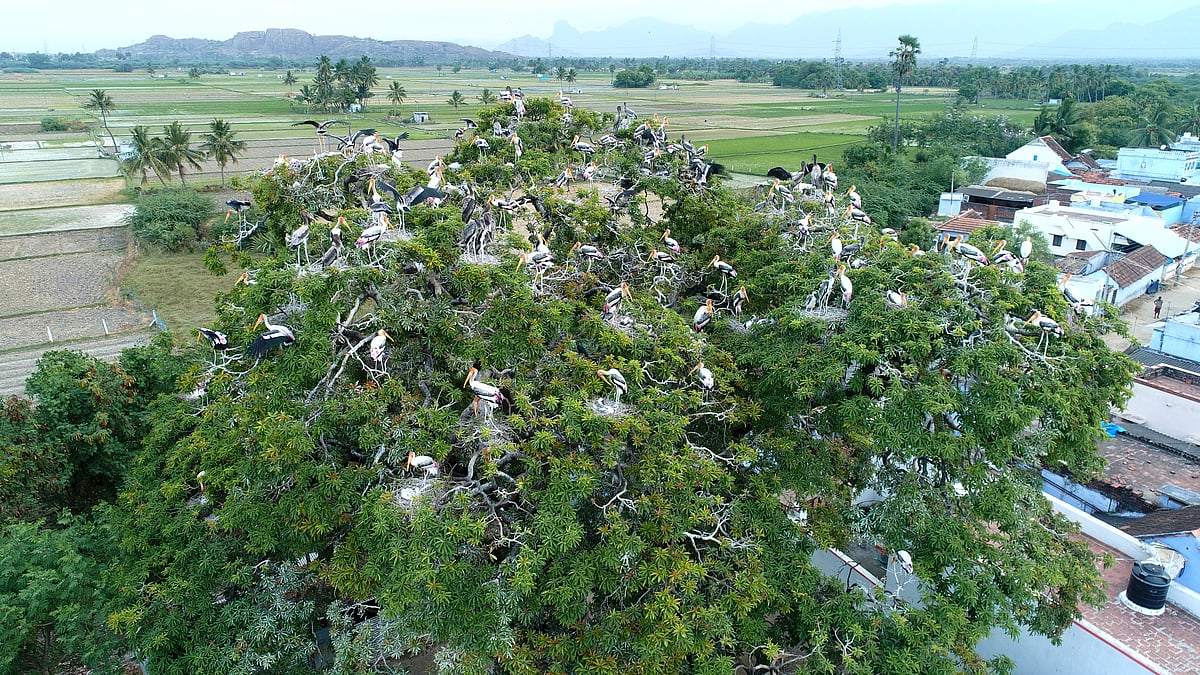 இந்த மாவட்டத்துக்கு பெருமை...  செவ்வரி நாரைகளின் புகலிடமாக
உருவாகும் கிராமம்!