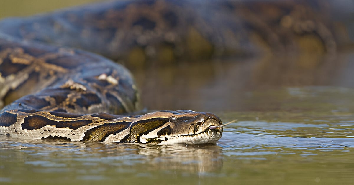 Python: Seekor ular piton raksasa setinggi 16 kaki yang menelan seorang wanita…terkejut di Indonesia!  |  Ular piton menelan wanita utuh di Indonesia Python: Seekor ular piton raksasa setinggi 16 kaki yang menelan seorang wanita…terkejut di Indonesia!  |  Ular piton menelan wanita utuh di Indonesia