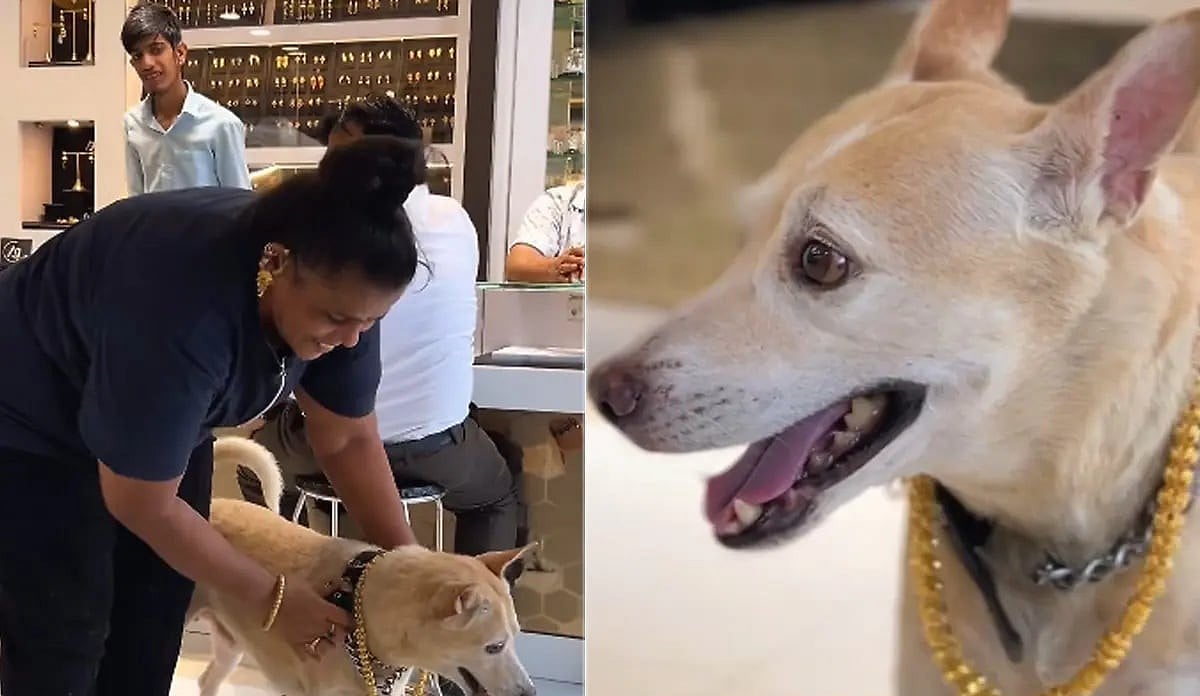 Mumbai: வளர்ப்பு நாய்க்கு ரூ.2.5 லட்சத்திற்குத் தங்க செயின்; பிறந்தநாளுக்குப் பரிசளித்த மும்பை பெண்!