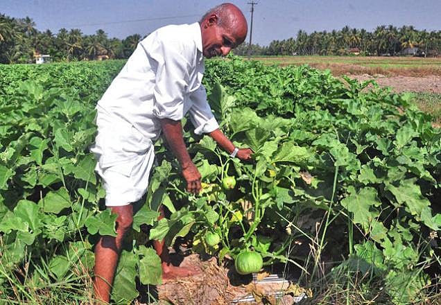 இலவம்பாடி, செவந்தம்பட்டி கத்திரிக்காய் தெரியும்... `மட்டு  குல்லா' கத்திரிக்காய் தெரியுமா?!
