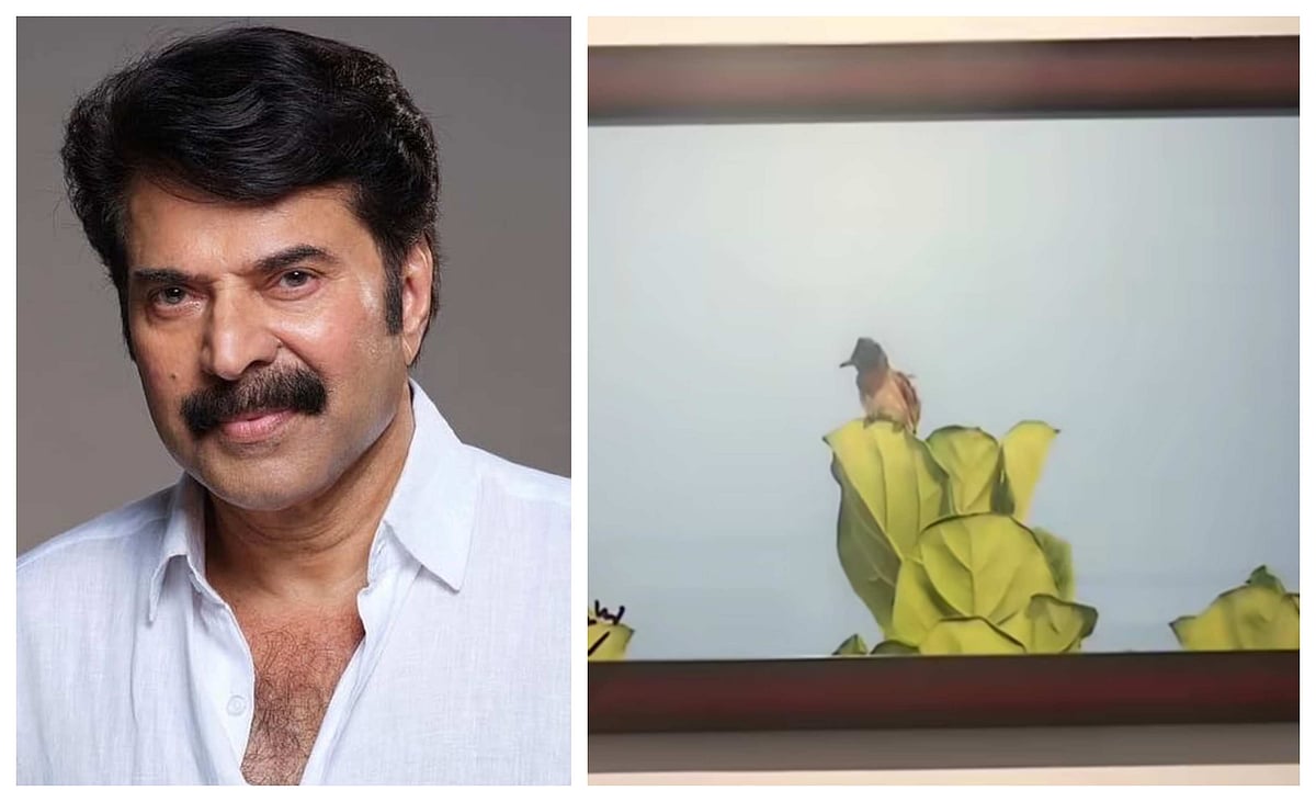 Mammootty: மம்மூட்டி எடுத்த புல்புல் பறவையின் புகைப்படம் - இத்தனை லட்சத்துக்கு ஏலமா?
