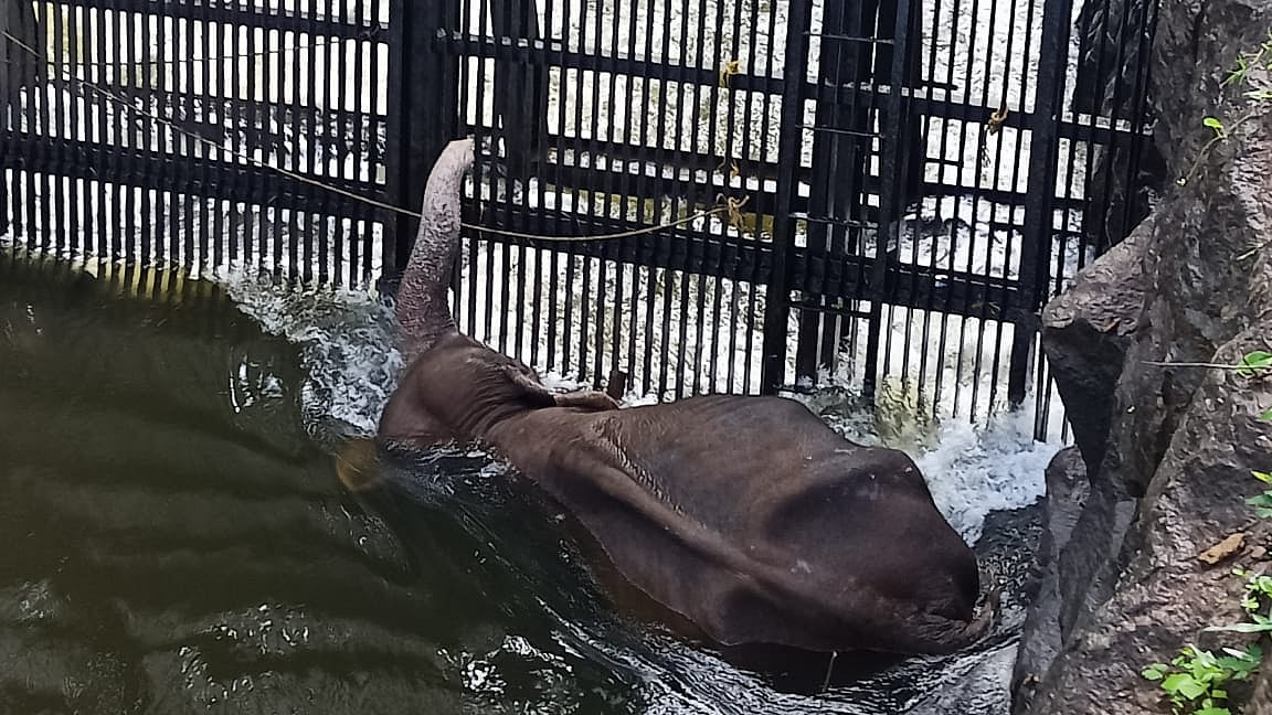அணை பகுதியில் சிக்கிய காட்டு யானை; சமயோசிதமாக மீட்ட பொதுப் பணித்துறையினர்...! குவியும் பாராட்டு..!