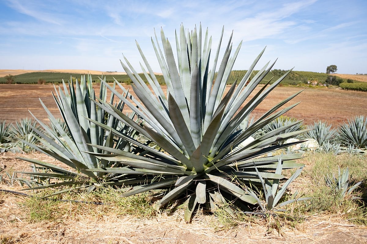நீலக்கற்றாழை சாகுபடி