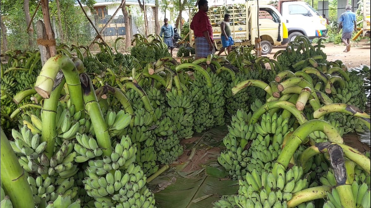 1 தாருக்கு 200 முதல் 400 ரூபாய்... வாழைத்தாருக்கு அடித்த ஜாக்பாட்... மேலும் விலை உயருமா?