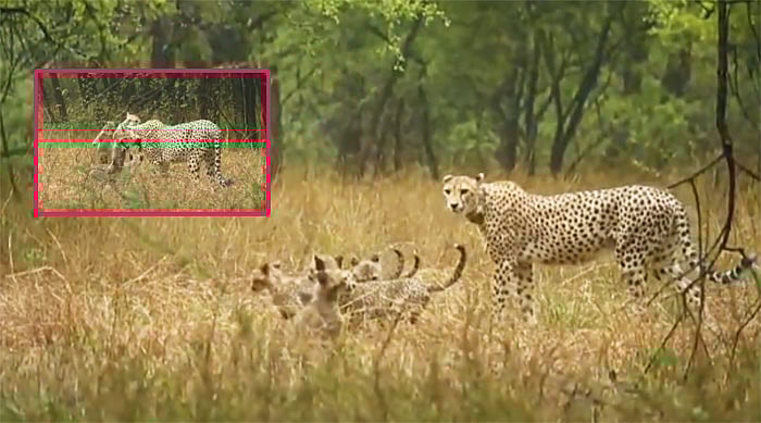 Cheetah Gamini: 5 குட்டிகளை ஈன்ற `காமினி' சிவிங்கிப்புலி; துள்ளி விளையாடிய Video பகிர்ந்த அமைச்சர்!