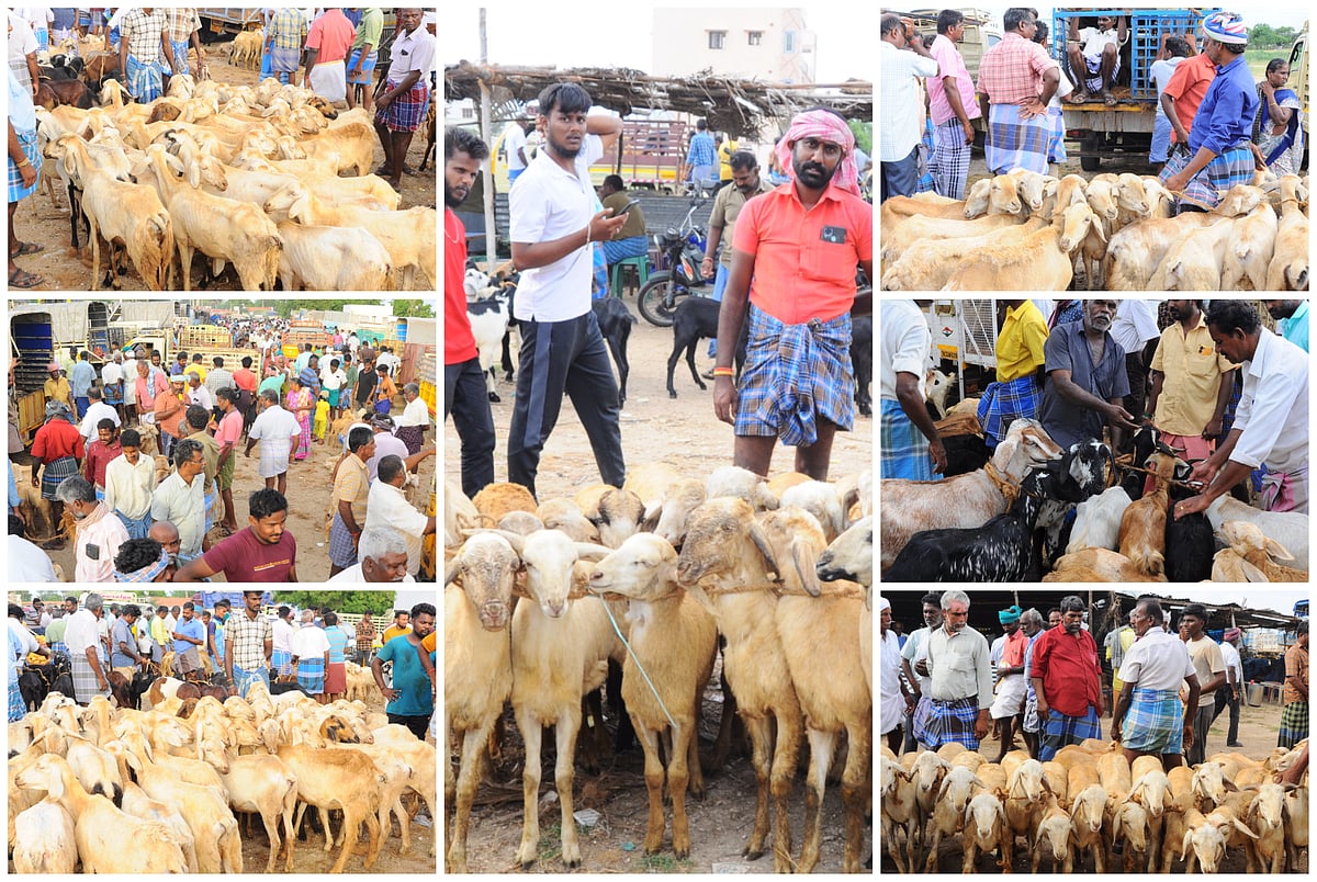 திருப்பூர்: விற்பனைக்கு குவிந்த ஆடுகள்... கன்னிவாடி ஆட்டு சந்தை ஸ்பாட் விசிட்!