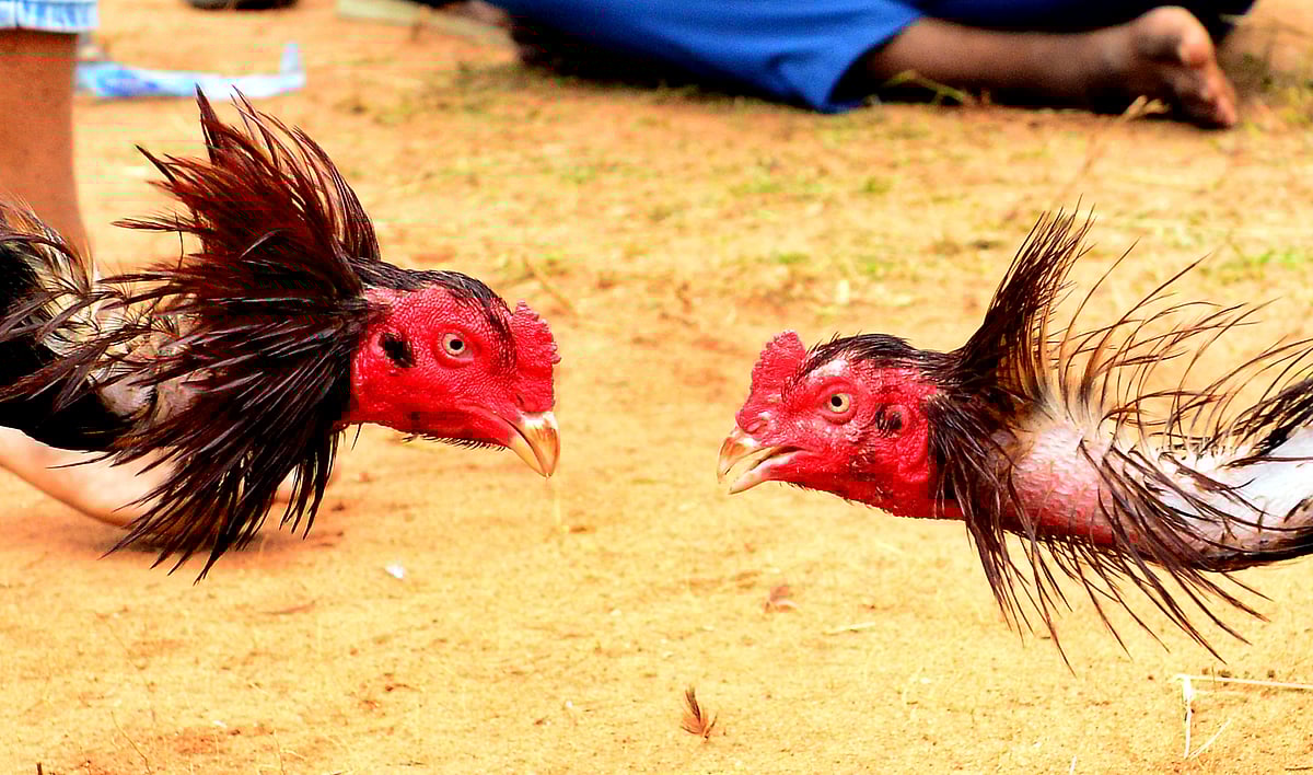 Cockfighting: சீறி பாய்ந்த சேவல்கள்; புதுச்சேரியில் களைகட்டிய சேவல் சண்டை போட்டி! |Photo album