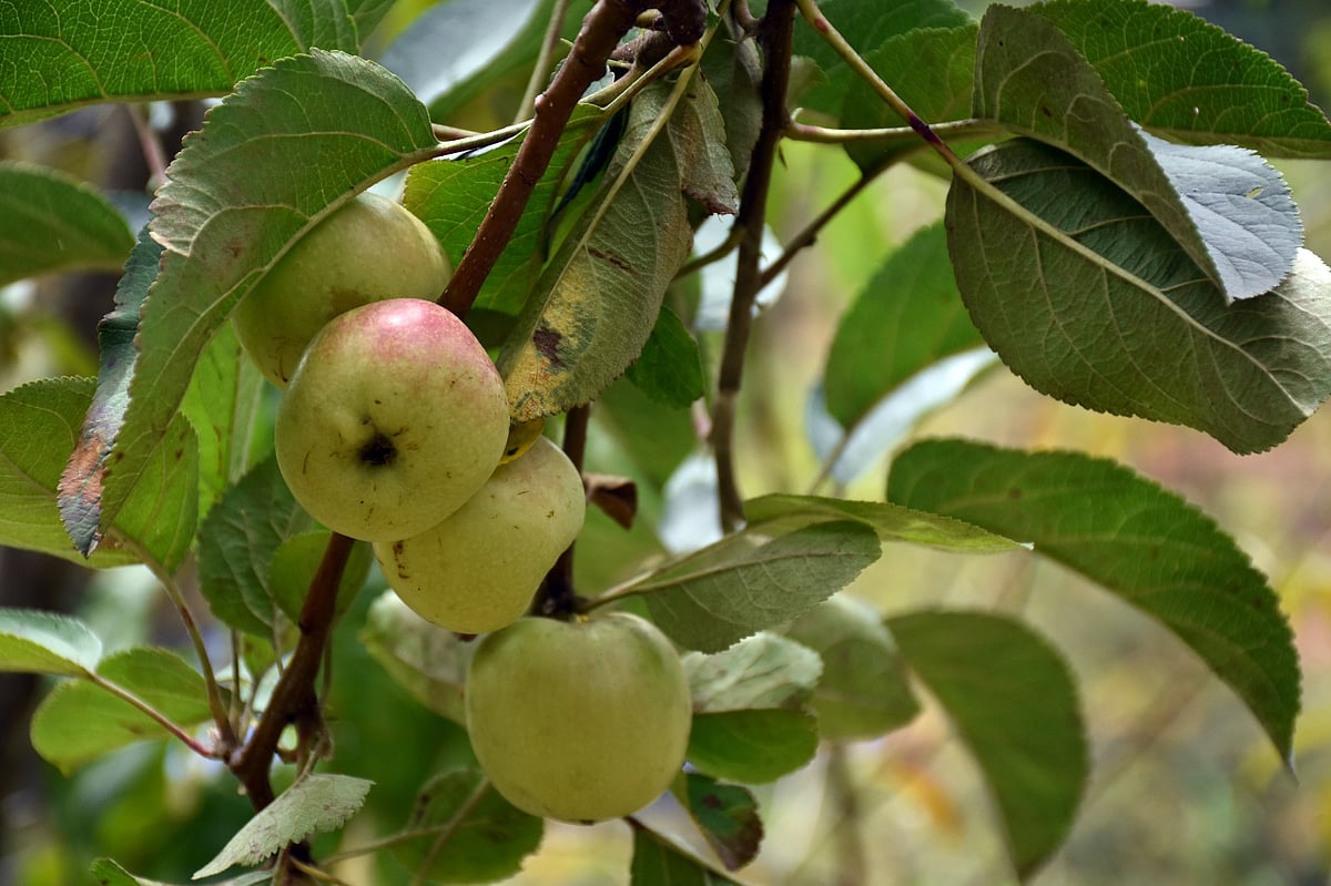 1 கிலோ 110 ரூபாய்... காய்த்துக் குலுங்கும் ஊட்டி ஆப்பிள்;  கன்றுகளும் கிடைக்கும்! எங்கே தெரியுமா?