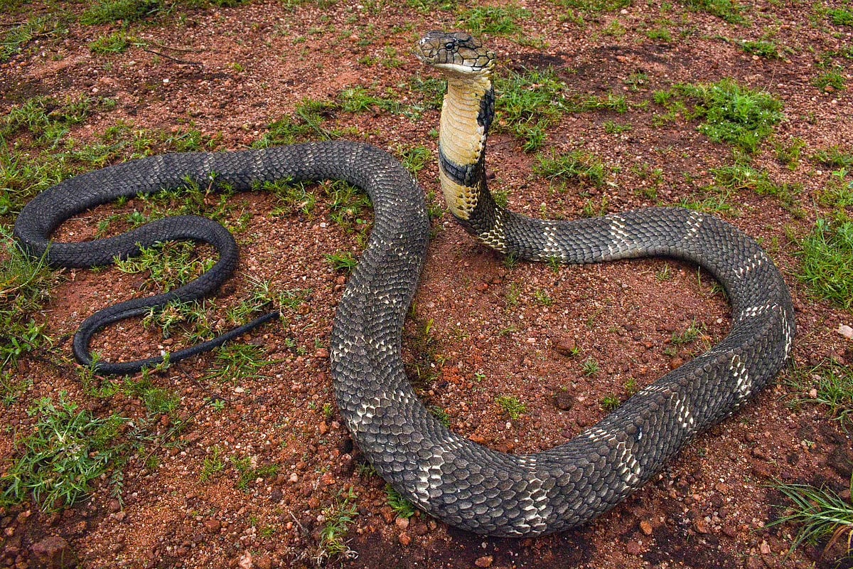 Snake Day: ஆபத்தானவையா ராஜநாகம்... இதைக் கண்டால் என்ன செய்ய வேண்டும்?