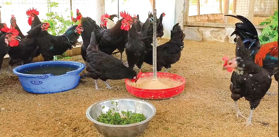 கோழிகள்