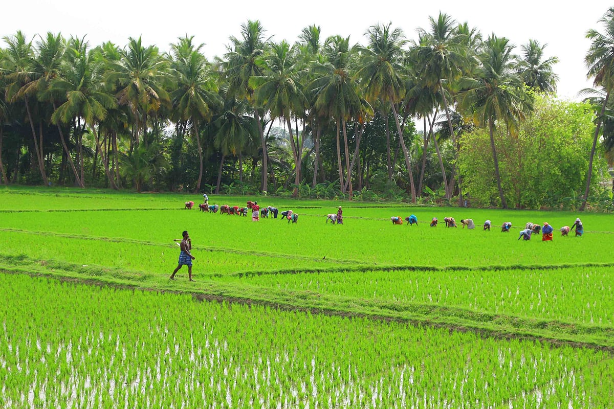 விதைப்பு முதல் அறுவடை வரை நெல் சாகுபடி பணிகள்... புகைப்படத் தொகுப்பு ...