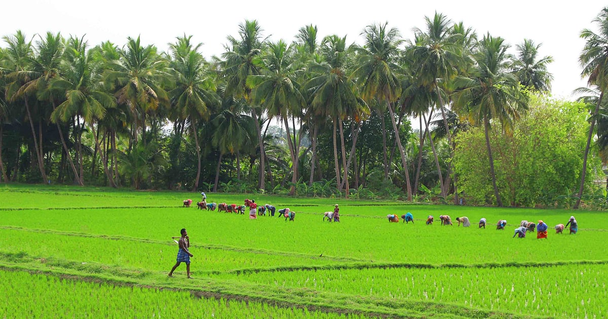 Varapuzha Rice Field விதைப்பு முதல் அறுவடை வரை நெல் சாகுபடி பணிகள்... புகைப்படத் தொகுப்பு ...