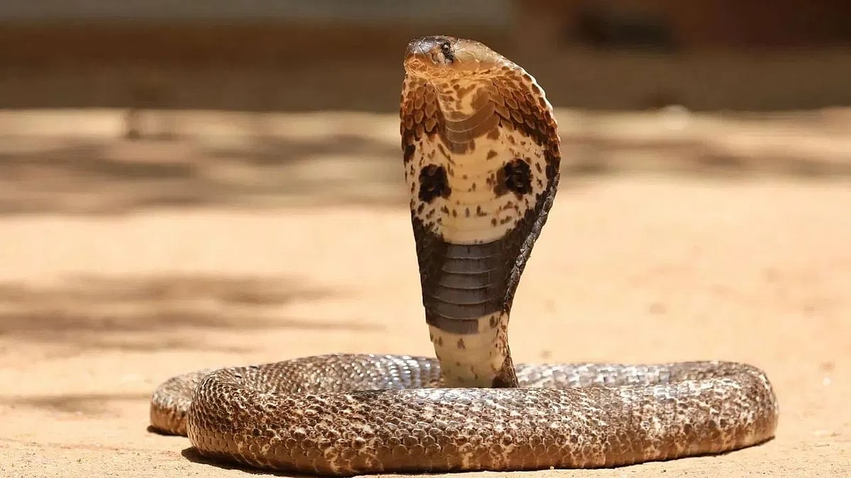 Nagam App: வீட்டிற்குள் நுழையும் பாம்புகளைப் பிடிக்க தமிழக அரசின் செயலி; பயன்படுத்துவது எப்படி?