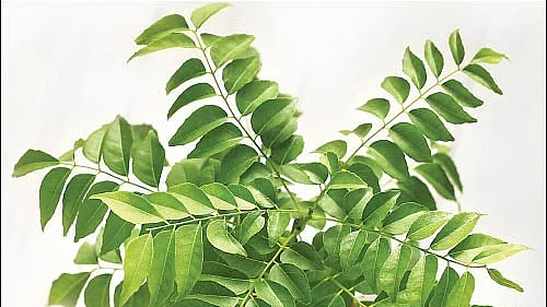 Curry Leaves / கறிவேப்பிலை