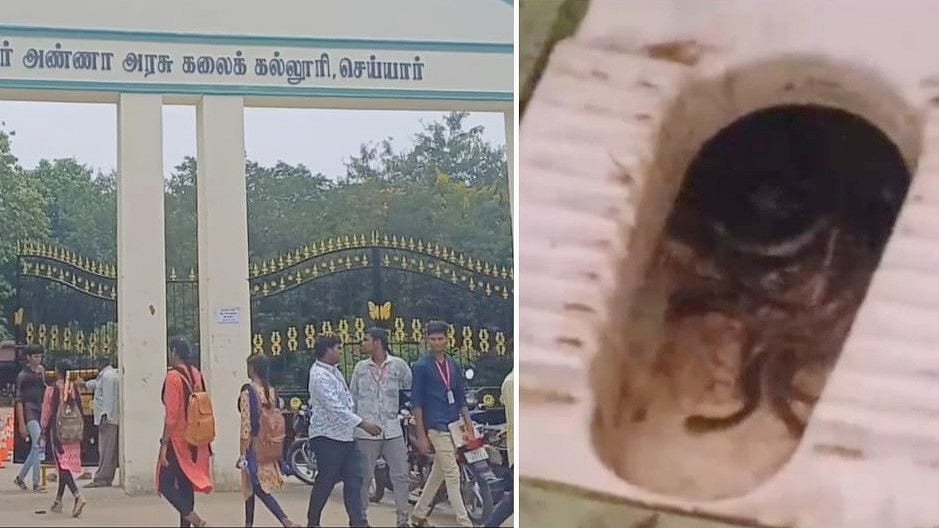 கழிவறையில் நெளிந்த நாகப்பாம்பு குட்டிகள்