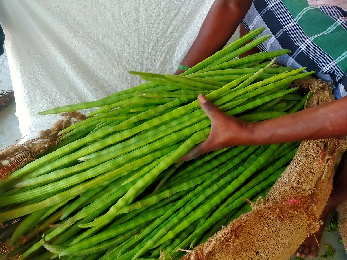 திண்டுக்கல்: விலையின்றி குப்பைக்குப் போகும் முருங்கைக்காய்; ஏற்றம்  இருக்குமா? - நிலவரம் இதோ! | dindigul drumstick market price update 11 09  2024 - Vikatan