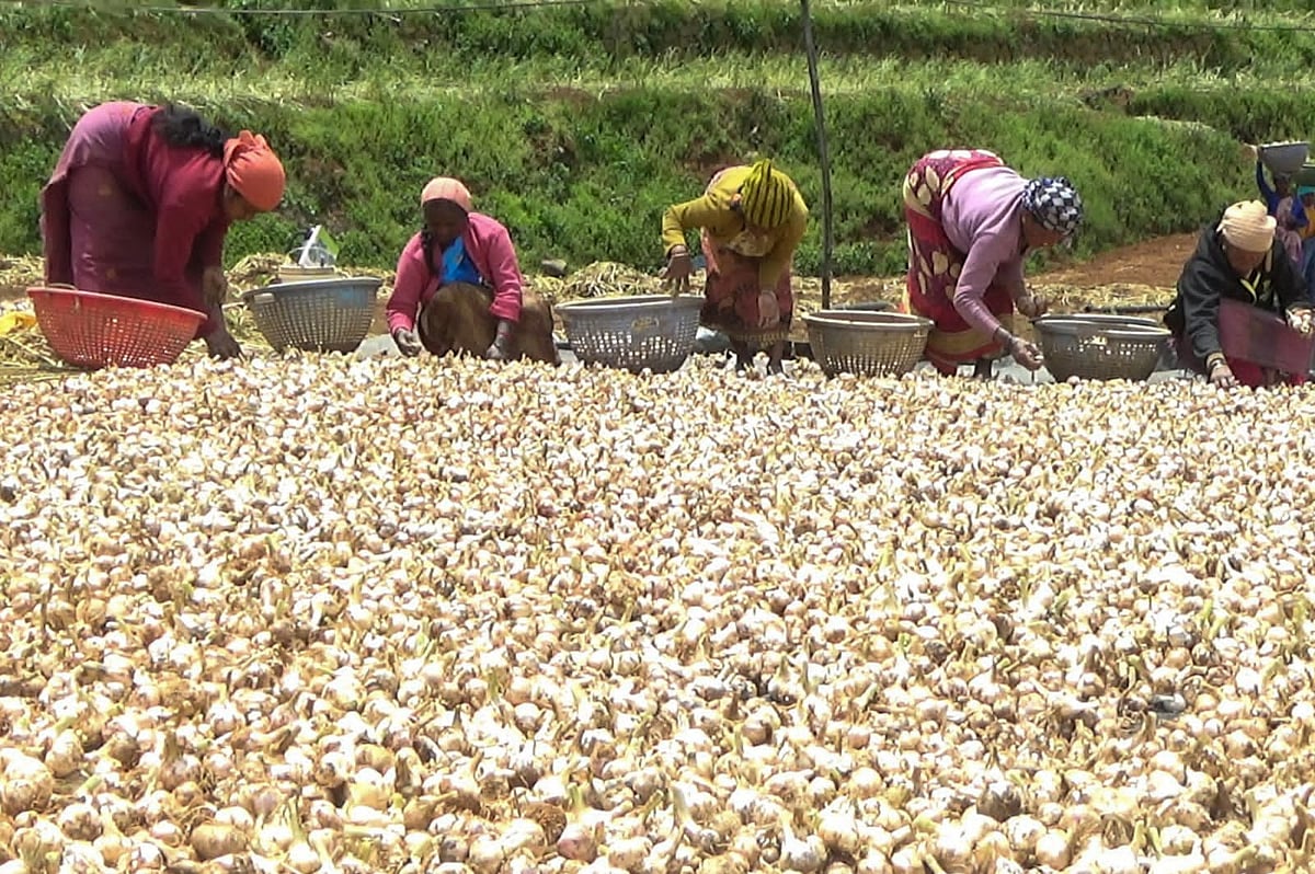 Garlic: மீண்டும் உச்சத்தை நோக்கி நகரும் ஊட்டி பூண்டு, உற்சாகத்தில் விவசாயிகள்!