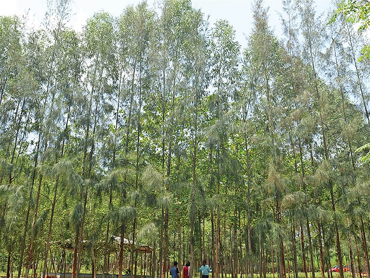 குறுகிய காலத்தில்
அதிக விளைச்சல்... சவுக்கில்
புதிய ரகங்கள்!