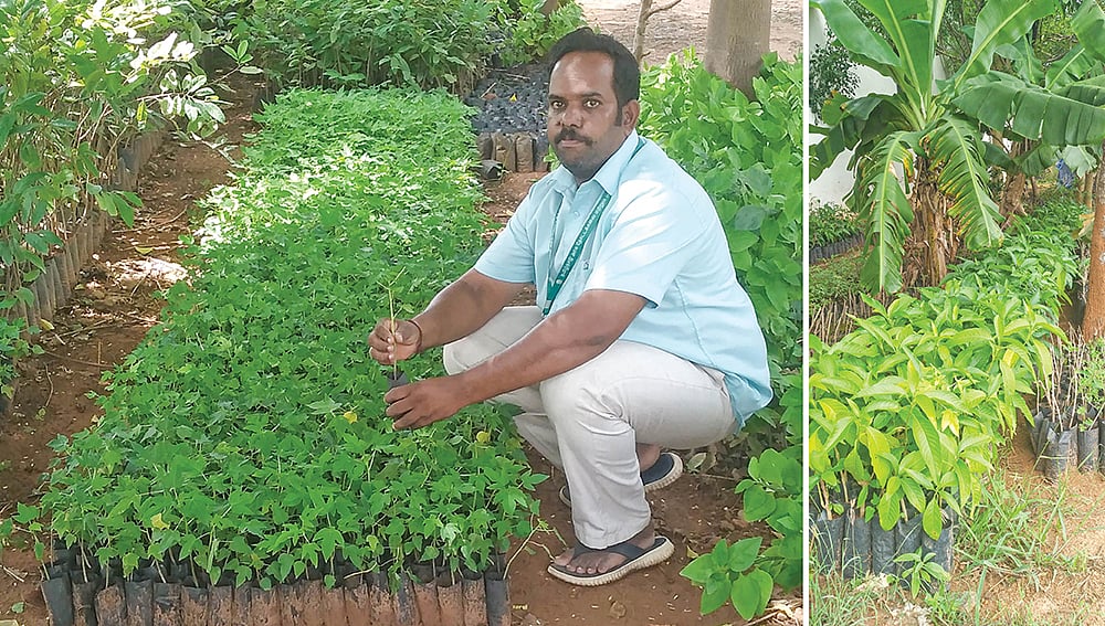 Pasumai Vikatan 10 November 2024 விலை குறைவு... தரம் அதிகம்