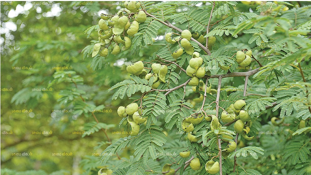 டிவி டிவி காய்கள்